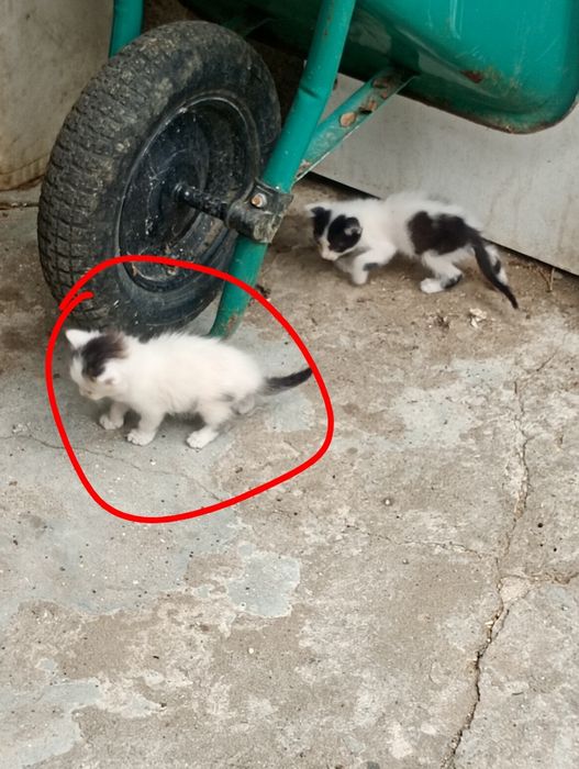 Tem 1 gatinha  para adoção