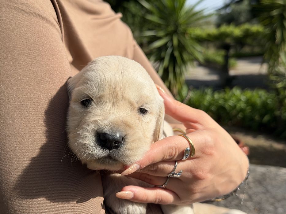 Golden Retriever