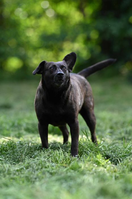 Kama - czarna sunia szuka domu!