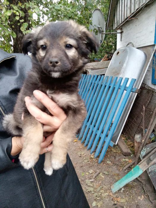 Цуценята в добрі руки безкоштовно