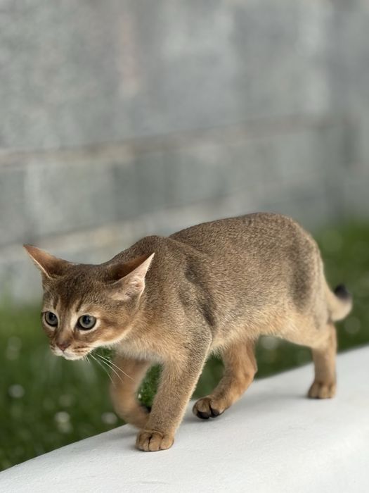 Милий та лагідний хлопчик Арчі