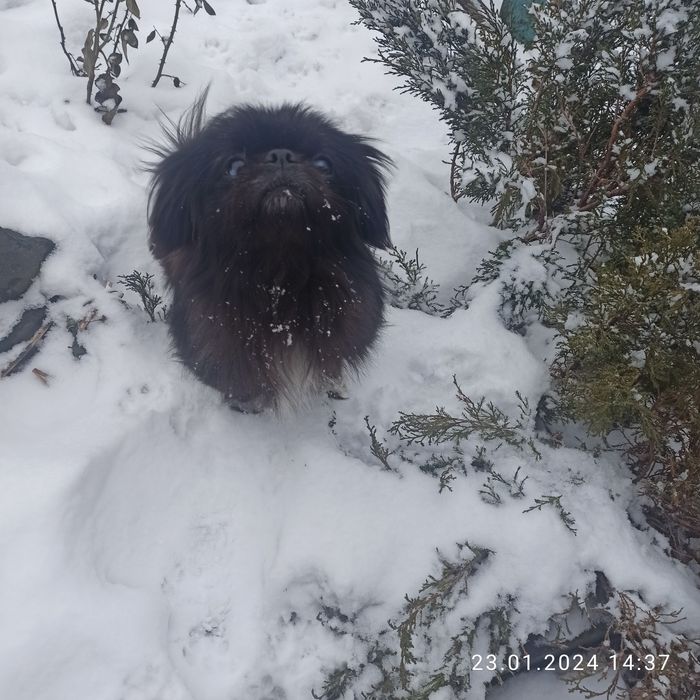 Вязка пикинеса 1