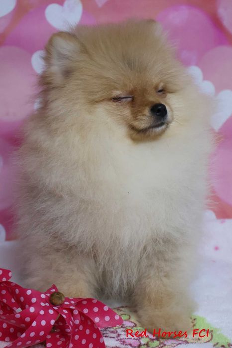 ***Szpic miniaturowy Pomeranian ***