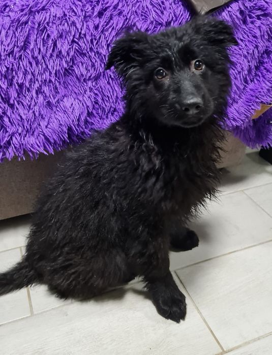 Німецька вівчарка