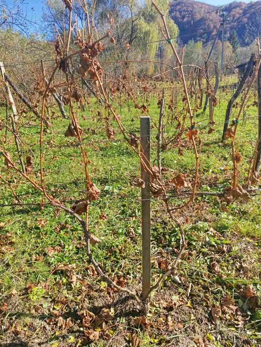 Продам чубуки і саджанці винограду.