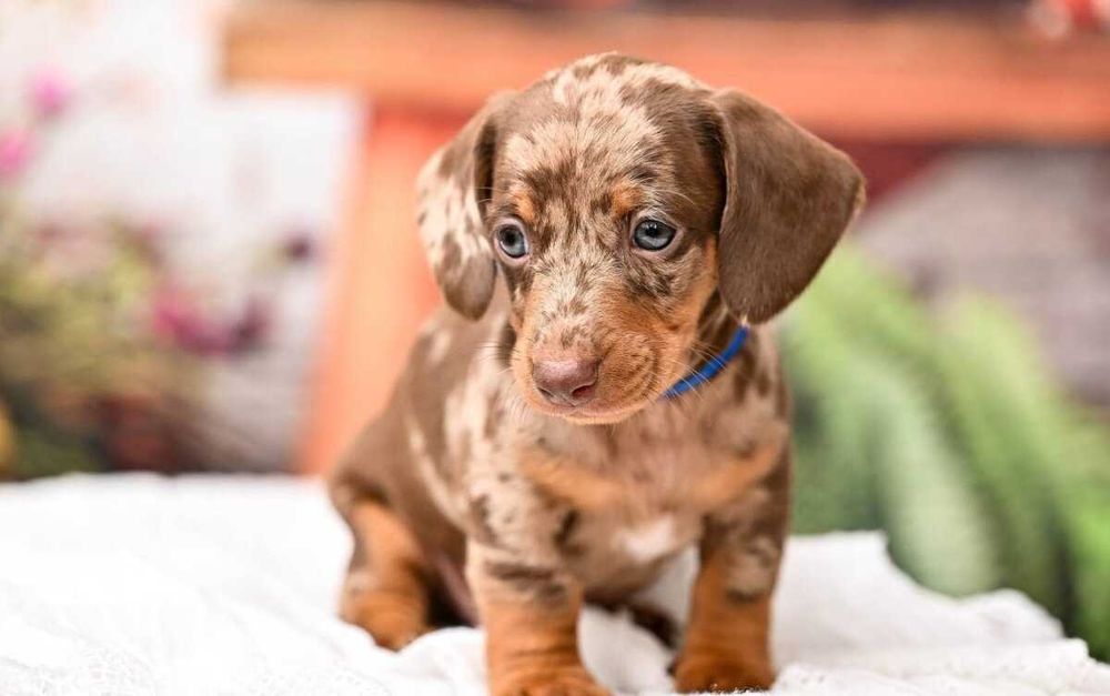 Teckel choco merle