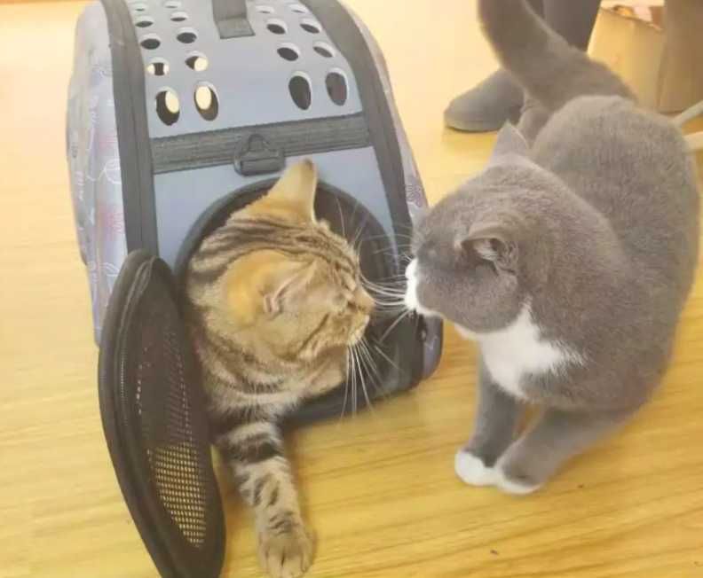 Складана сумка для перенесення домашніх тварин