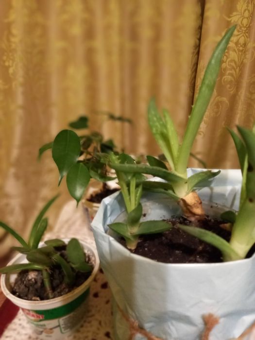 Алоє Фікус Бенджаміна  Толстянка Обмін
