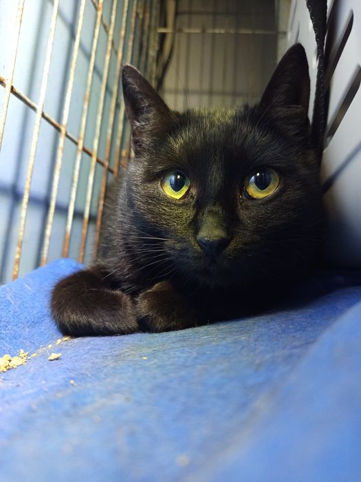 Kotka Igła szuka domu