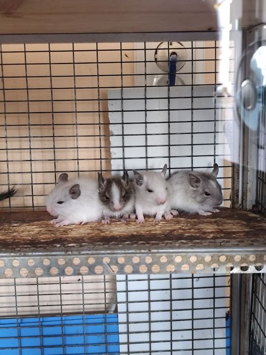 Продам чилійських