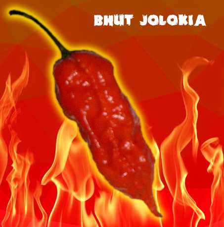 10 Sementes Naga Bhut Jolokia Vermelha ou Amarela MALAGUETA PIMENTA