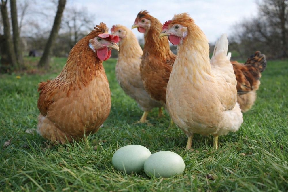 Green Shell 24 tyg. nioska Fermy Drobiu