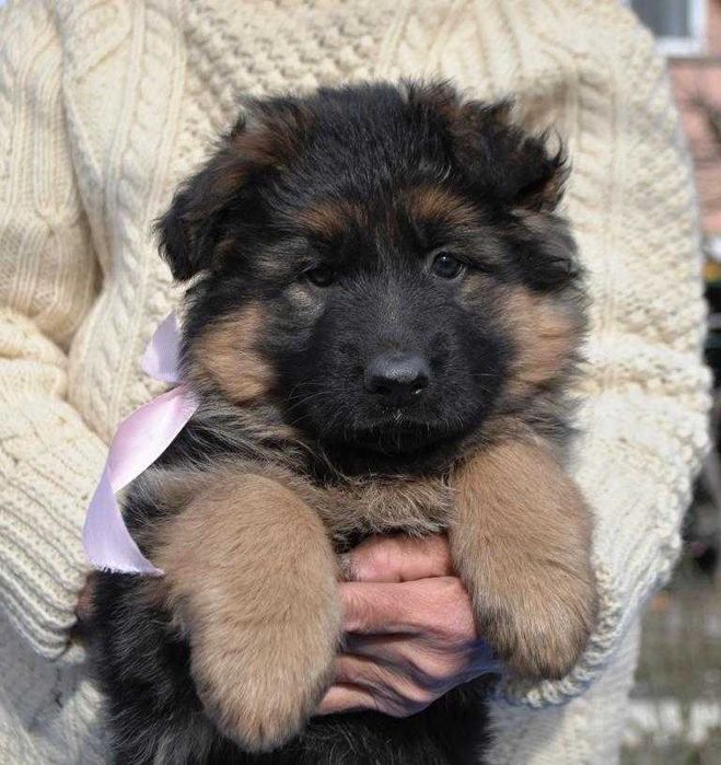 Породные  щенки, КСУ