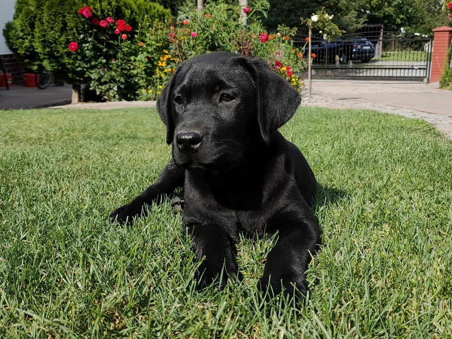 Labrador Retriever, ostatnia mocnej budowy SUCZKA! Już do odbioru!