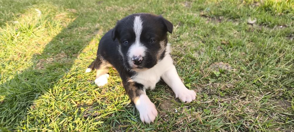 Oddam szczeniaki w dobre ręce