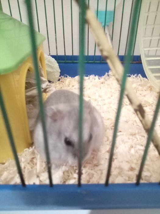 Хомячок (джонгарик)+клетка, домик,колесико мисочка,прогул.шар.