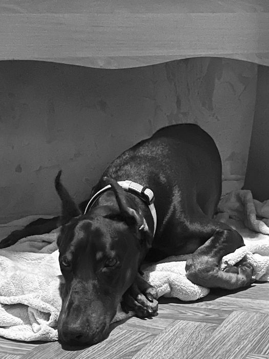 Продам добермана