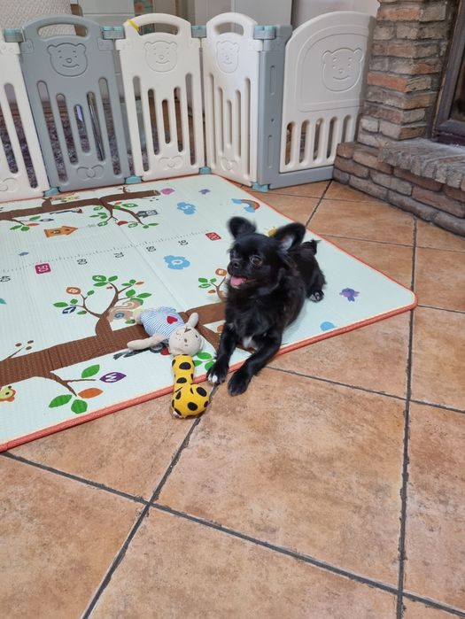 chihuahua macho pêlo longo idade 6 meses exemplar top super meiguinho