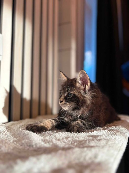 Maine Coon Fêmea de Excelente Linhagem Disponível
