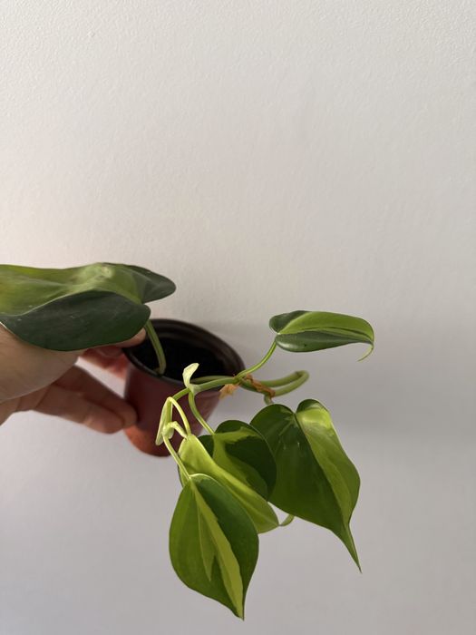Epidendrum Floribundum425382109480888323