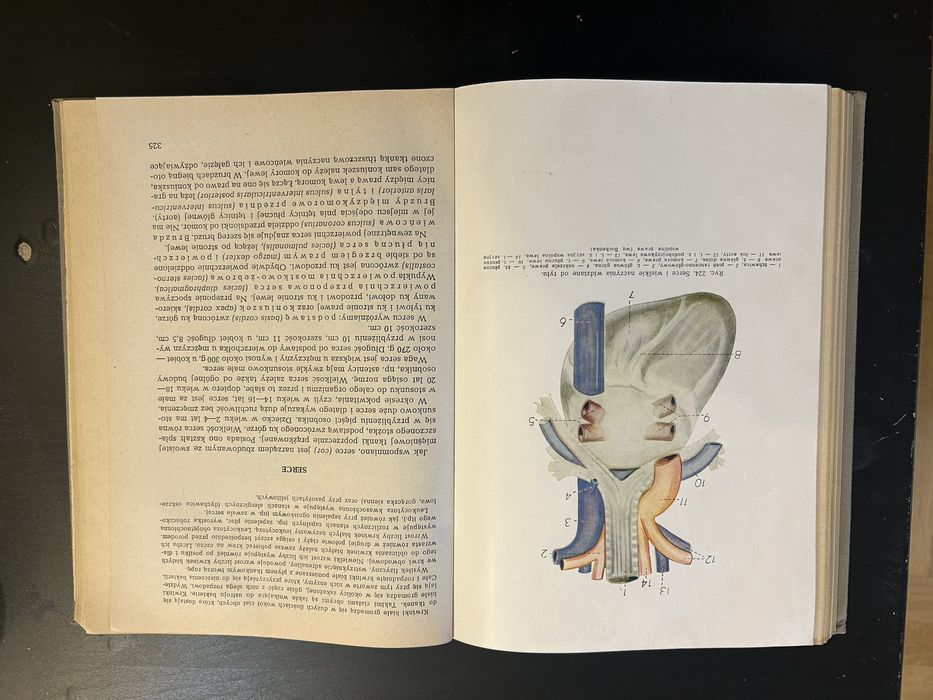 Anatomia i Fizjologia człowieka