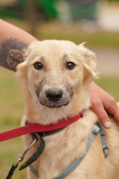 Ніжна собачка Верона хоче додому!