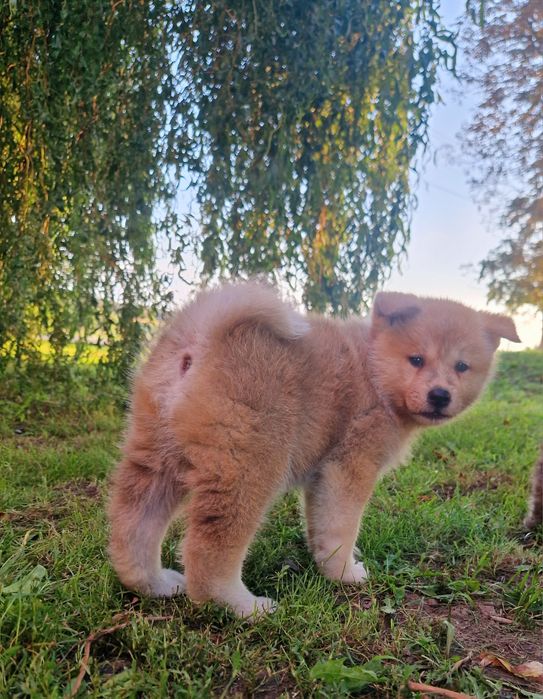 Cudowny chłopiec Akita INU