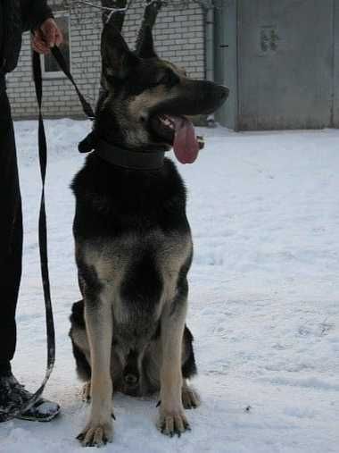 Кобель-производитель Восточно-европейской овчарки(ВЕО).В наличии щенки