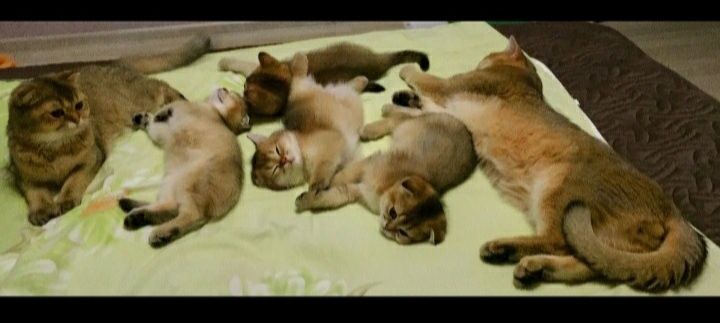 Чудові кошенята золоті