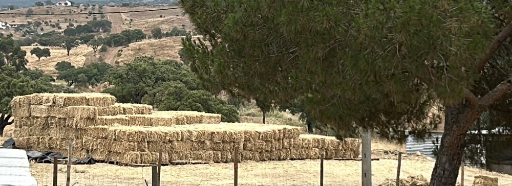 Fardos pequenos Feno Aveia, Azevém, Ervilhaca e Triticale