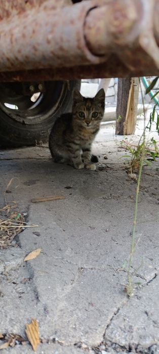 котята ищут родителей бесплатно