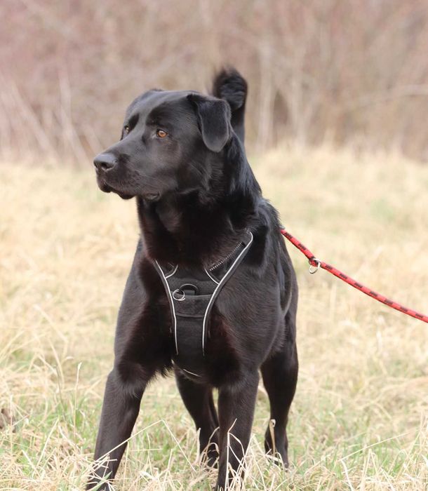 Black – wesoły pies w typie labradora gotowy do adopcji