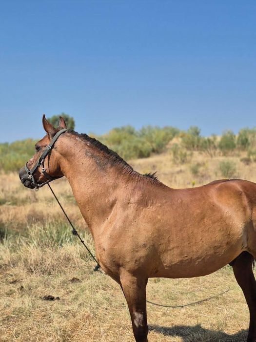 Cavalo cruzado a breton