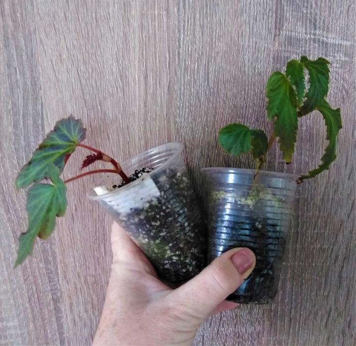 бегония ампельная