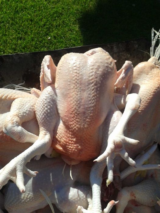 Kurczak, kurczaki,brojlery chów ekologiczny