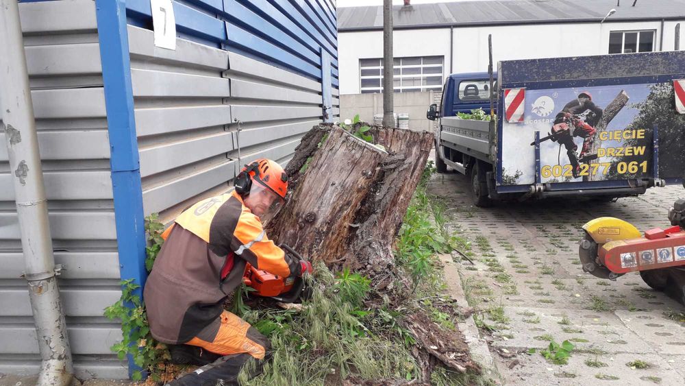 Cięcie przycinanie wycinka drzew Bełchatów Łódź Aleksandrów Pabianice