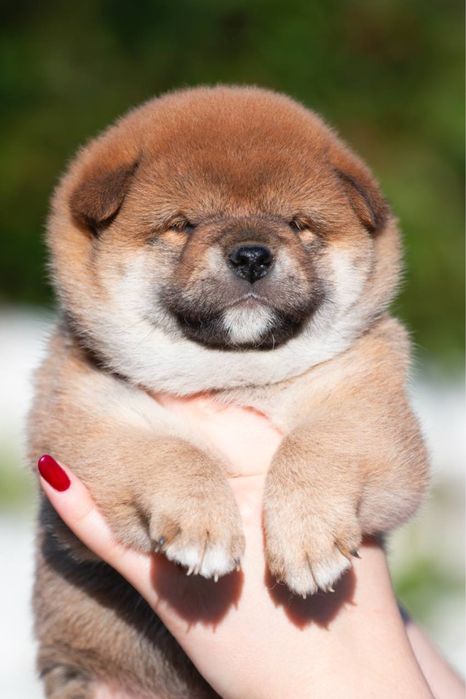 Шиба цуценята shiba inu
