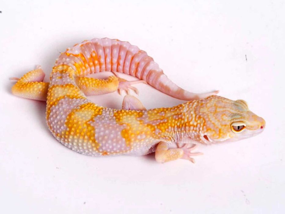 Gekon lamparci W&Y Tremper albino samiec