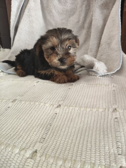 Yorkshire Terrier