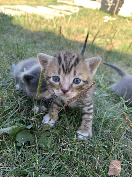 Віддамо безкоштовно кошенят від британки