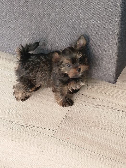 Yorkshire terrier