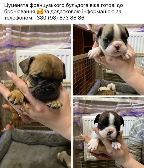 Цуценята французького будьдога