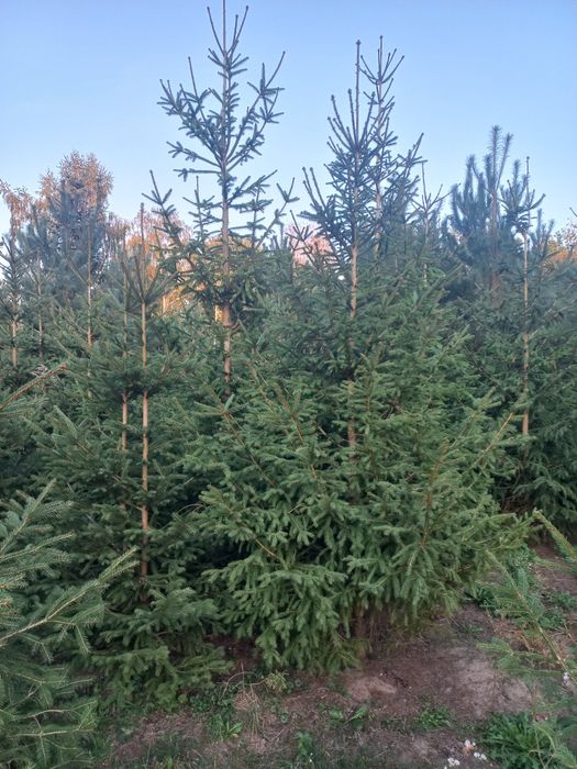 Choinka prosto z plantacji