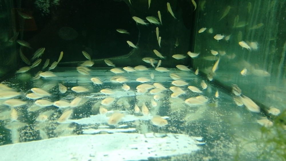 Pelvicachromis Pulcher Albinos