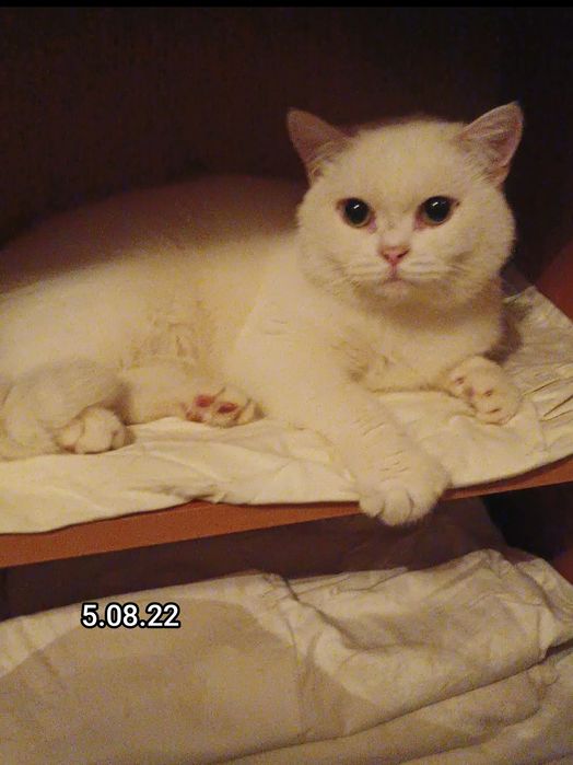 Ліквідація дівчата і хлопці