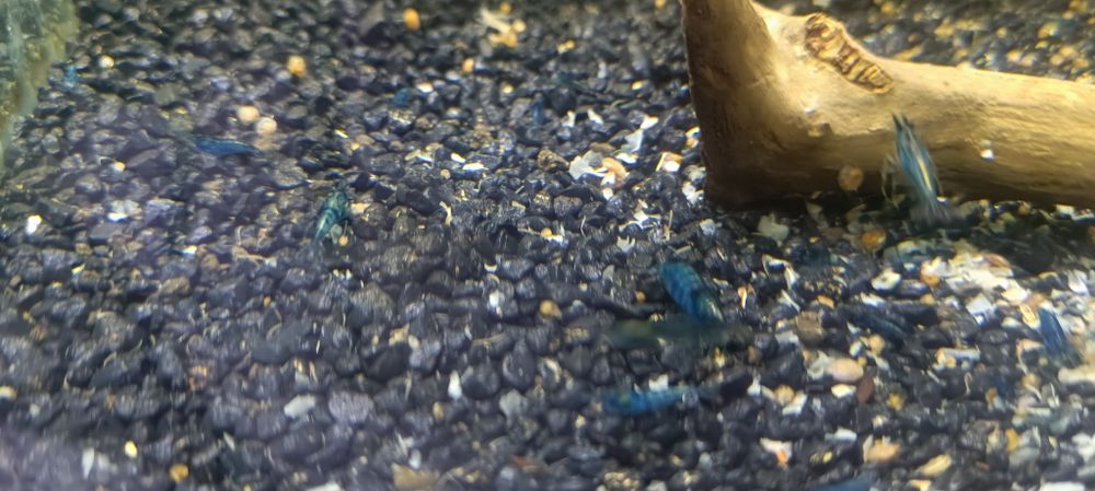 Krewetki blue Velvet niebieskie 10 szt