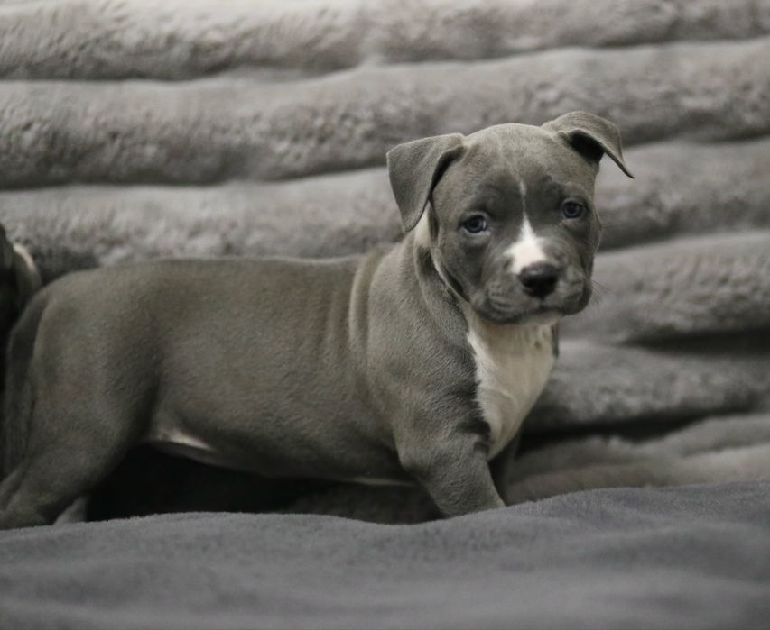 Блакитні  цуценята  амстафф .