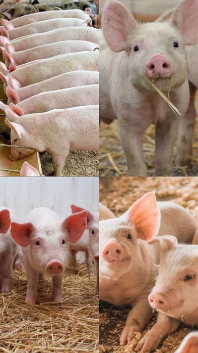 Свині ( маленькі вагою від 10 до 25 кг)