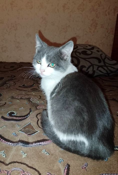 Отдам котёнка-мальчика