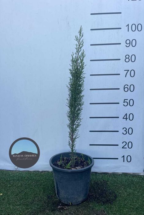 Cupressus sempervirens e lusitanica